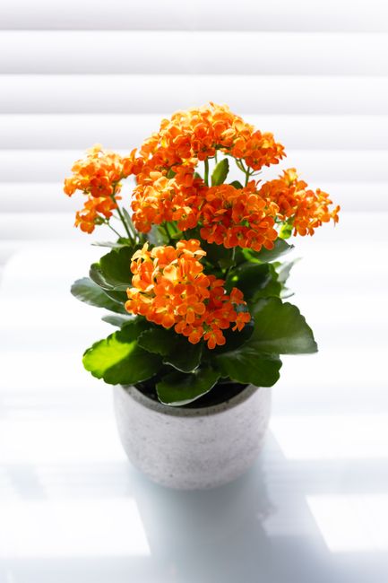 A potted kalanchoe plant with vibrant clusters of small, bright orange flowers and glossy, dark green leaves. The plant is placed in a simple, light gray ceramic pot, positioned on a white surface wit