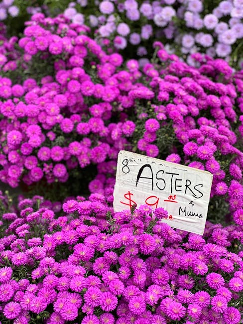 Close-up view of vibrant purple asters flowers displayed at Hatton Florist, with dense clusters of small, round petals forming bushy blooms. The flowers are arranged in garden beds, showcasing their f